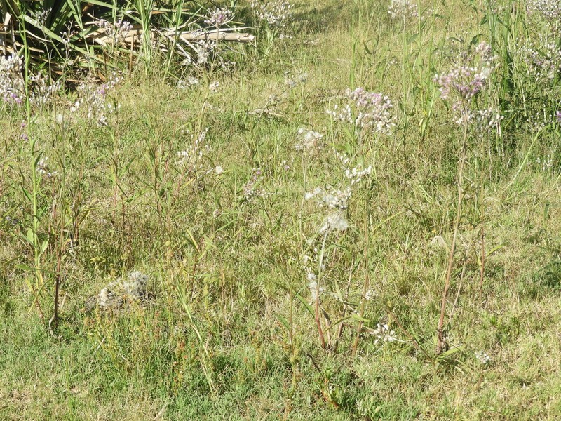 Vernonia incana photo 7
