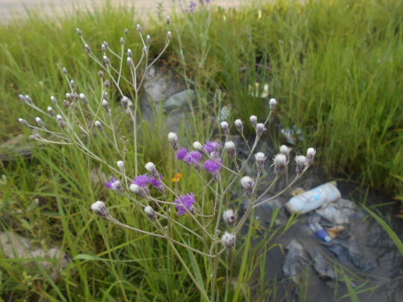 Vernonia incana photo 8