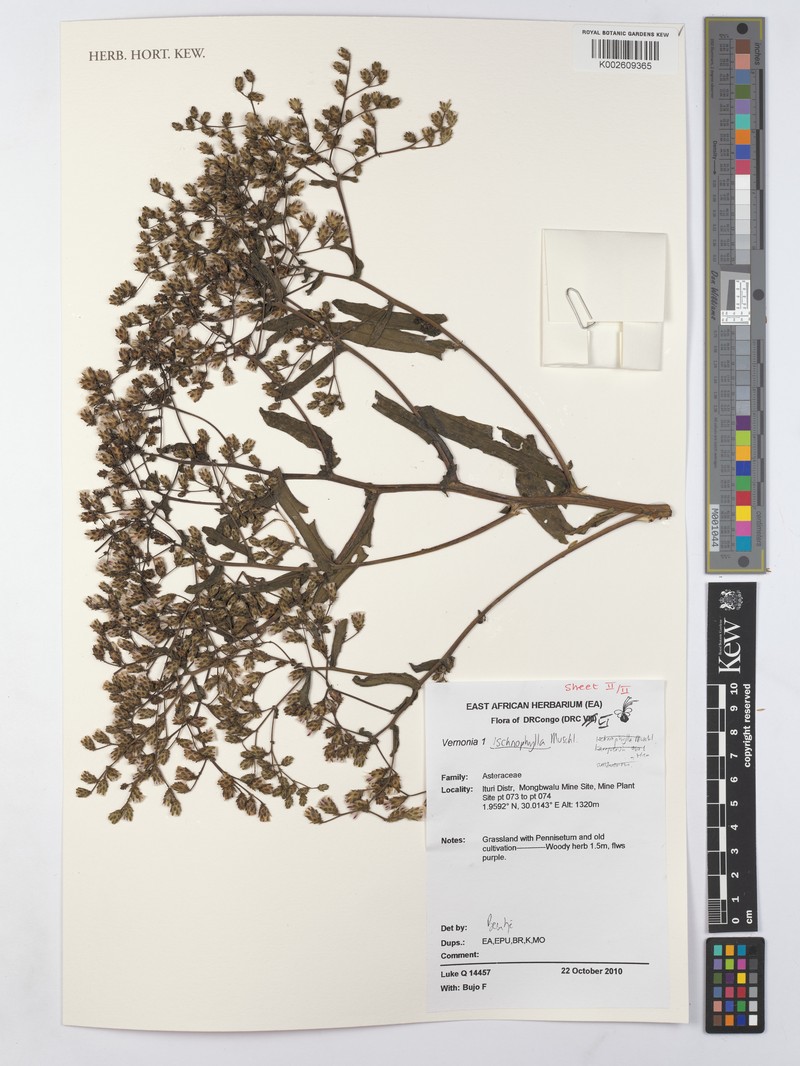 Vernonia ischnophylla photo 2