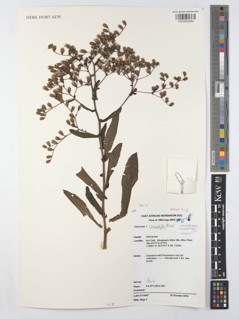 Vernonia ischnophylla photo 3
