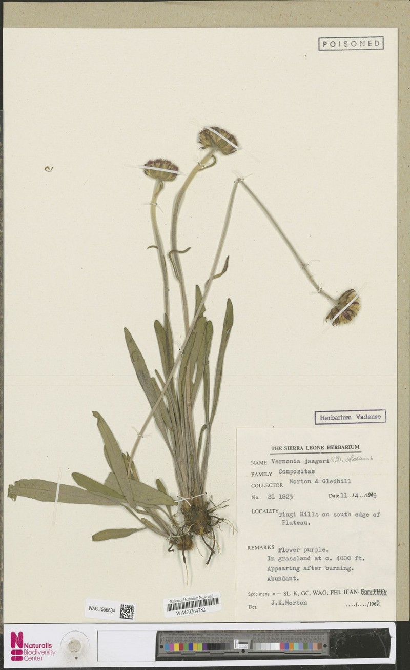 Vernonia jaegeri