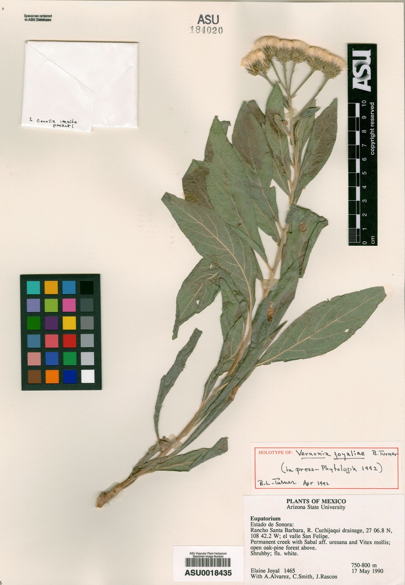 Vernonia joyaliae
