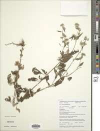 Vernonia junghuhniana