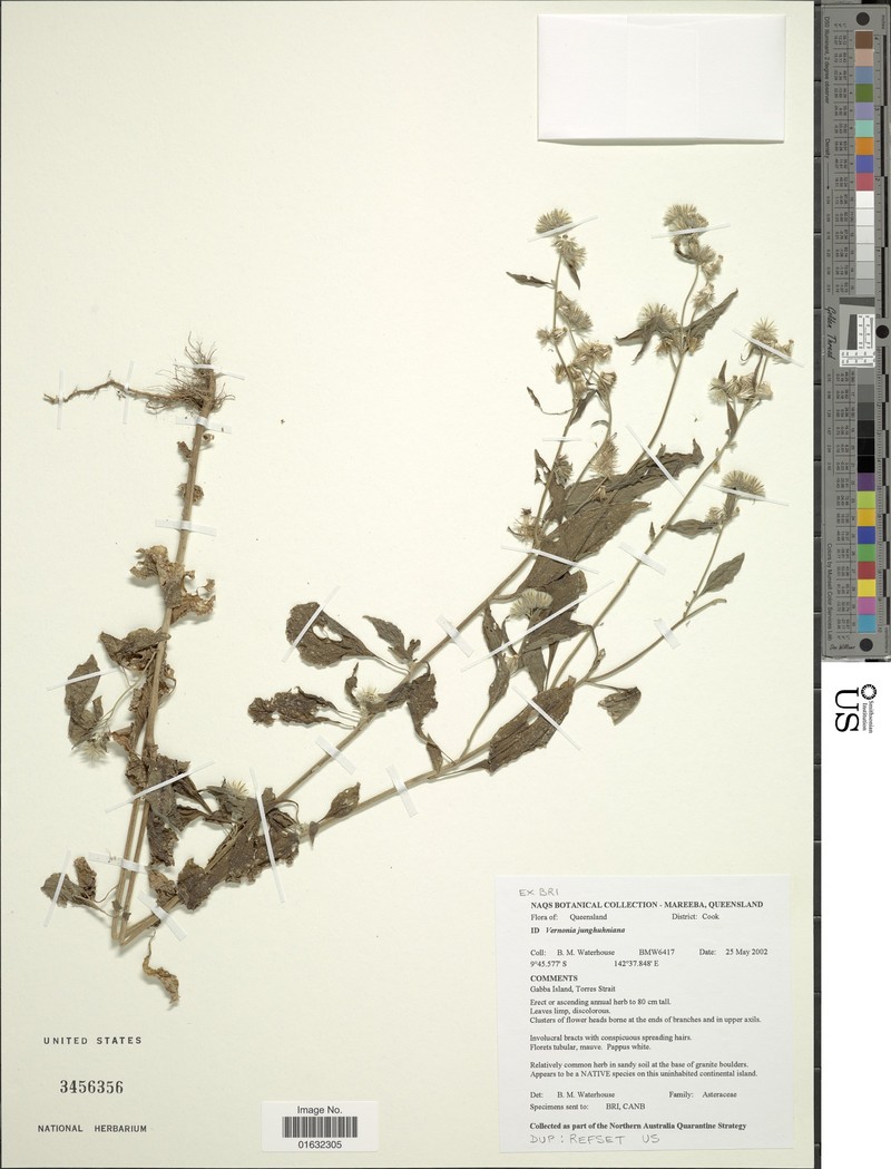 Vernonia junghuhniana
