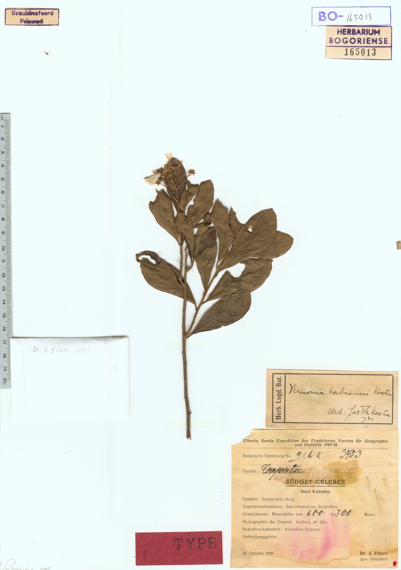 Vernonia kabaensis