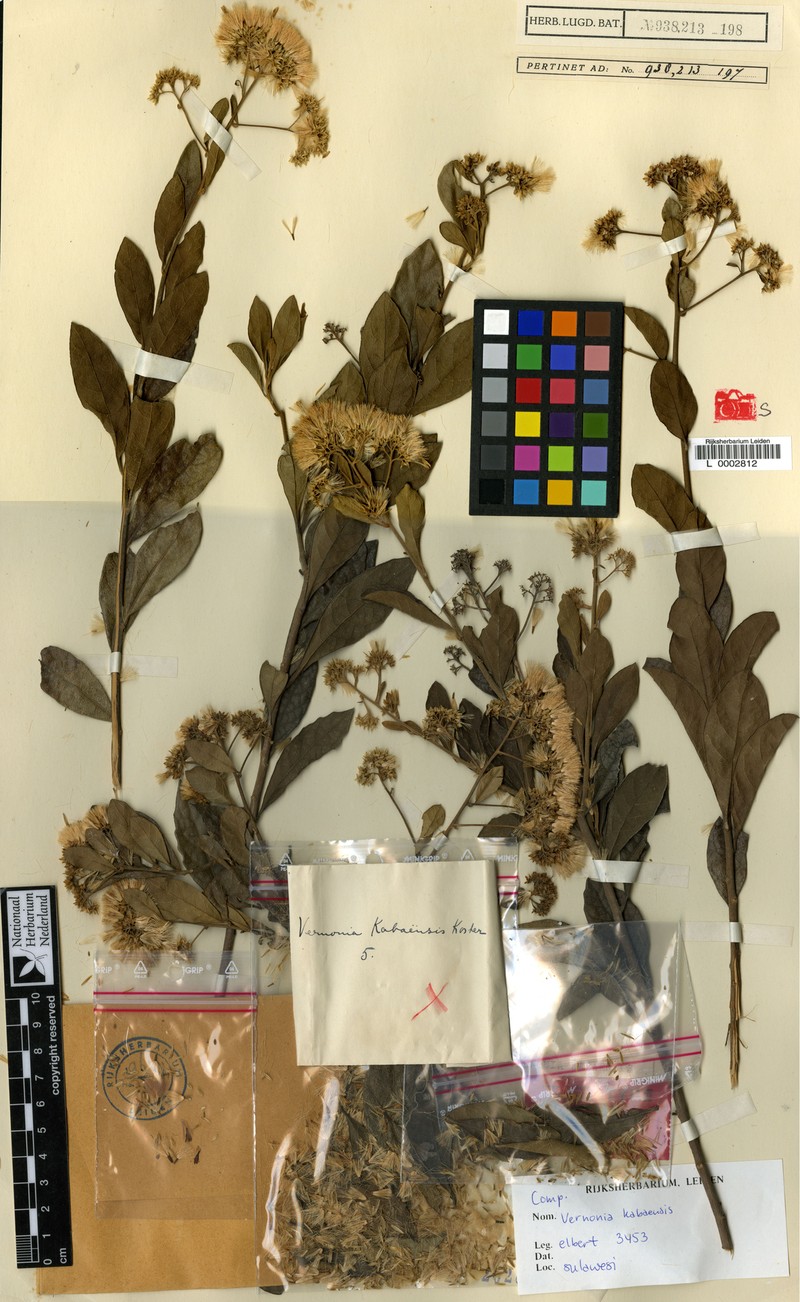 Vernonia kabaensis photo 2