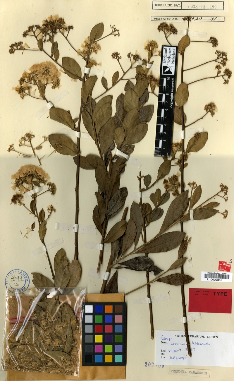 Vernonia kabaensis photo 3