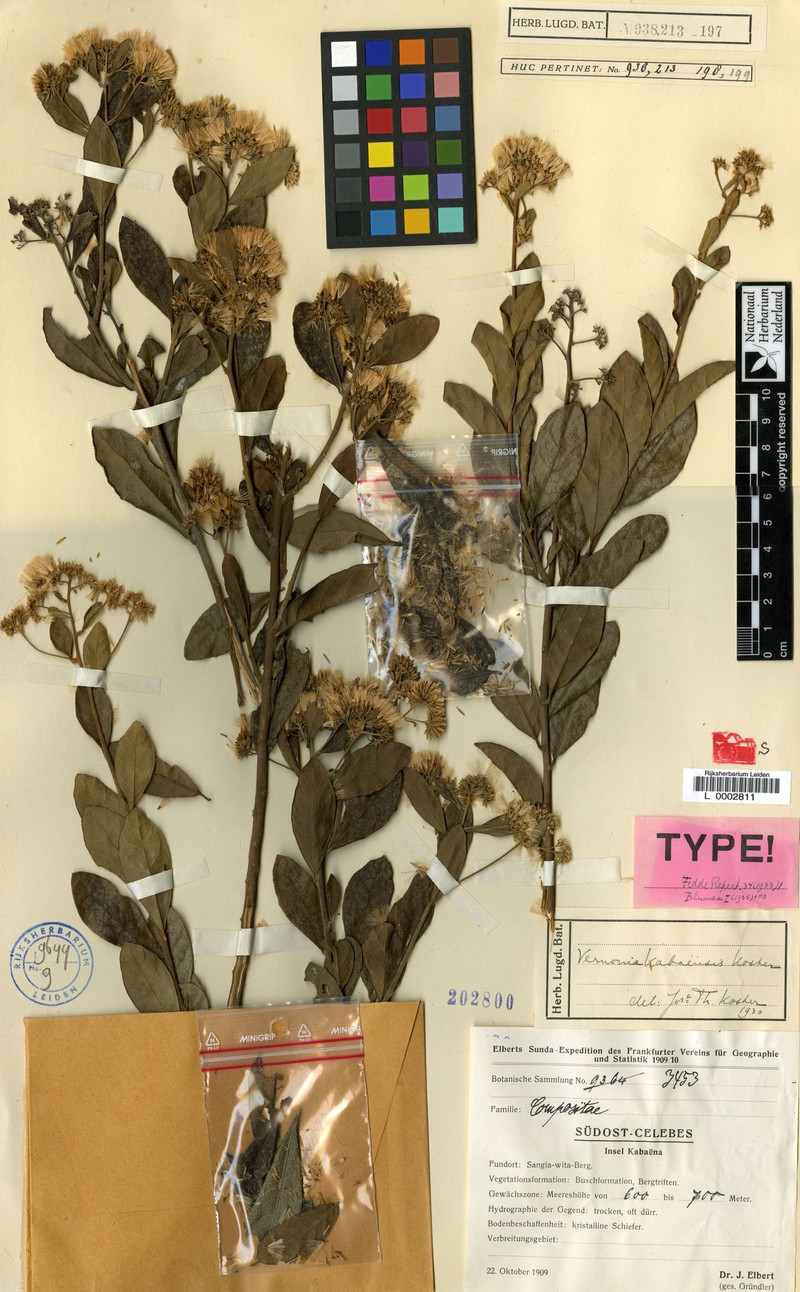 Vernonia kabaensis photo 4