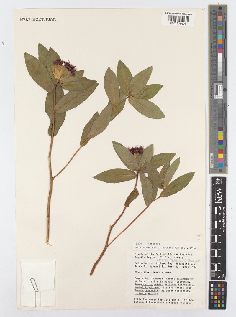 Vernonia kamerunensis