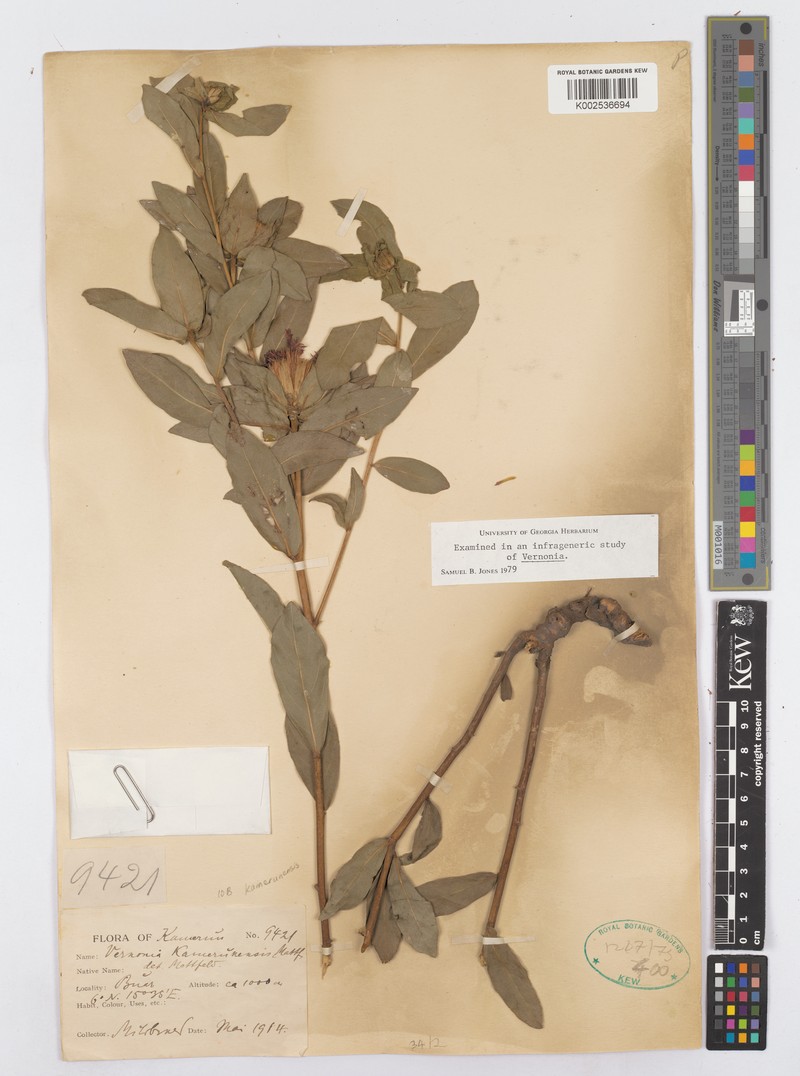 Vernonia kamerunensis photo 2