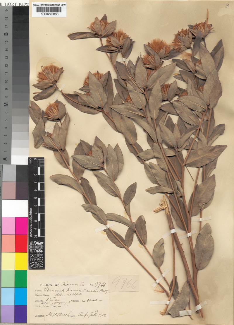Vernonia kamerunensis photo 3