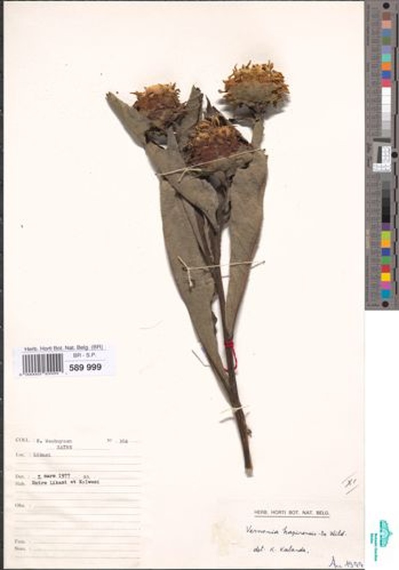 Vernonia kapirensis