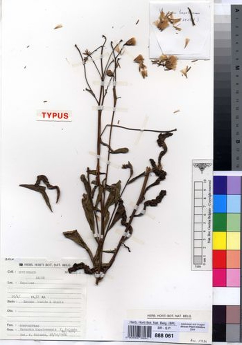 Vernonia kapolowensis