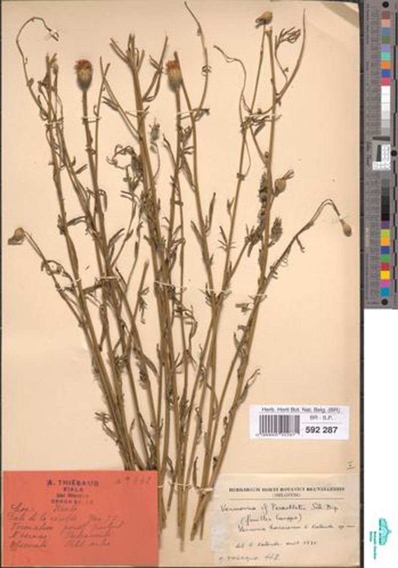 Vernonia kasaiensis photo 2