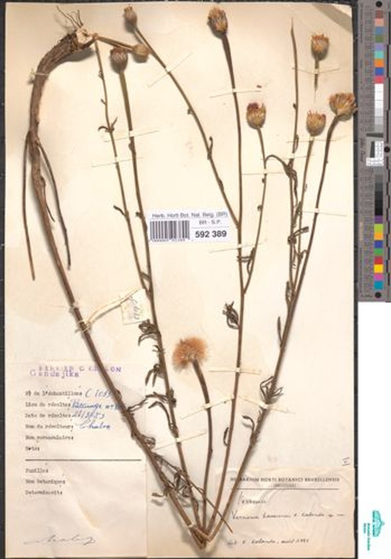 Vernonia kasaiensis photo 3
