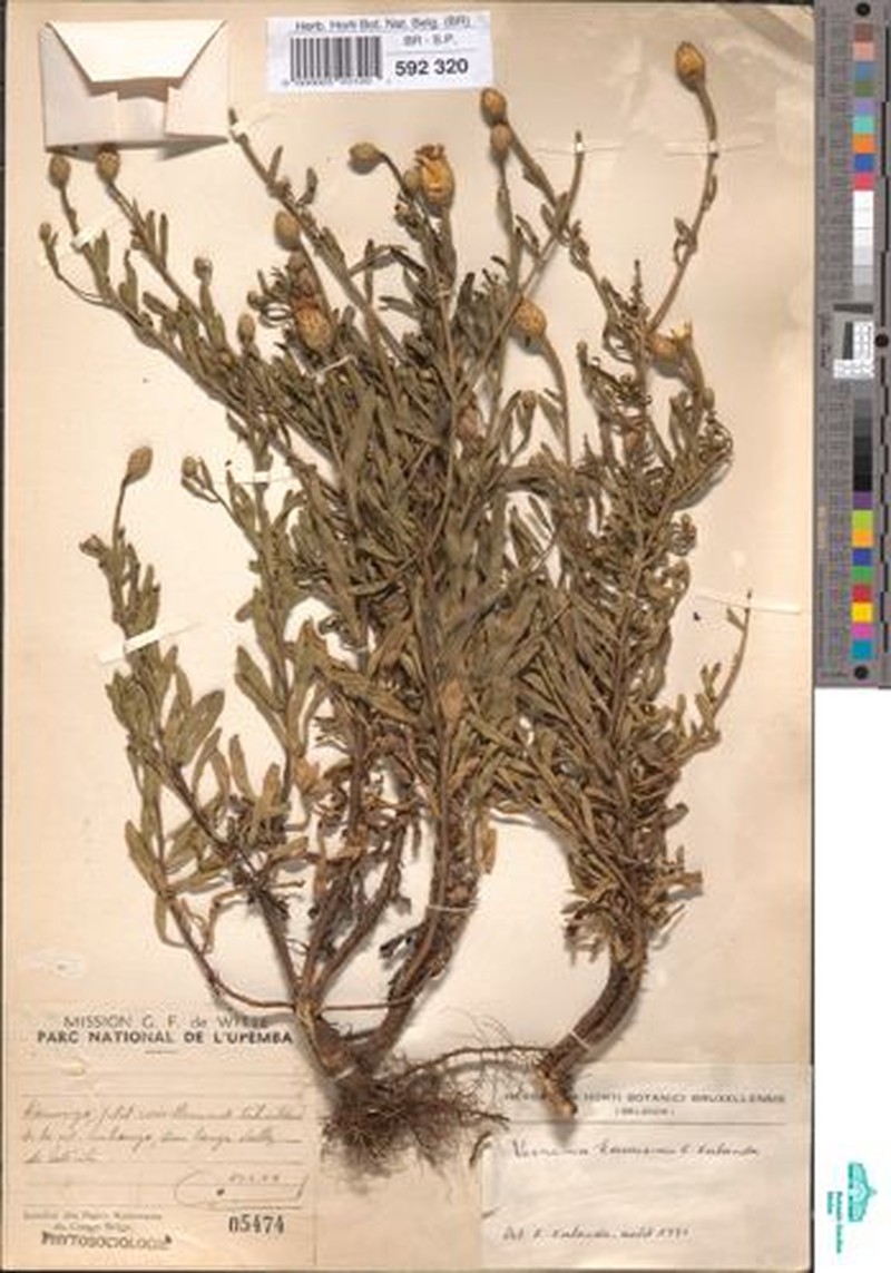 Vernonia kasaiensis photo 4
