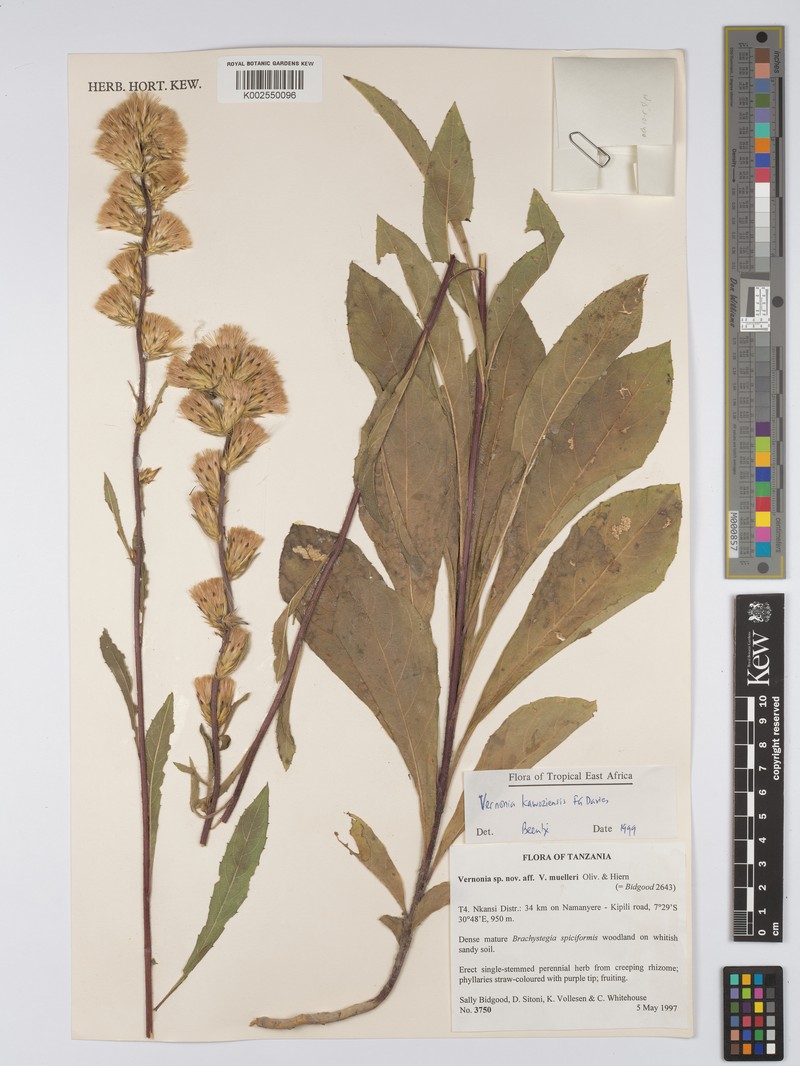 Vernonia kawoziensis