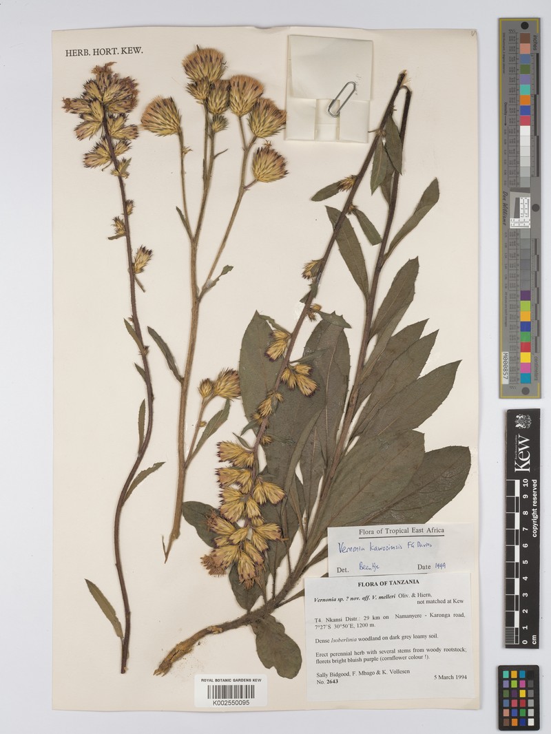 Vernonia kawoziensis photo 2