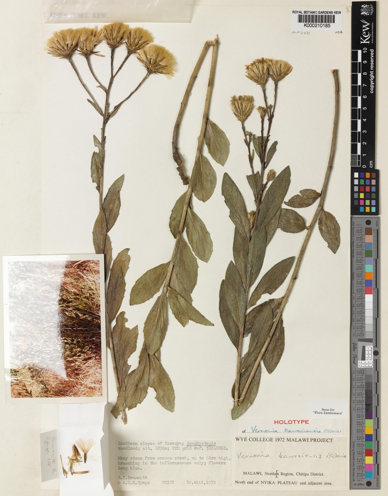 Vernonia kawoziensis photo 3