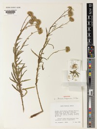 Vernonia kayuniana
