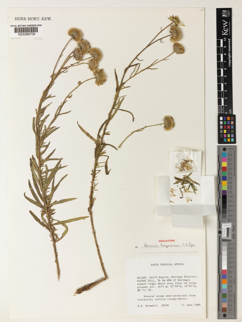 Vernonia kayuniana