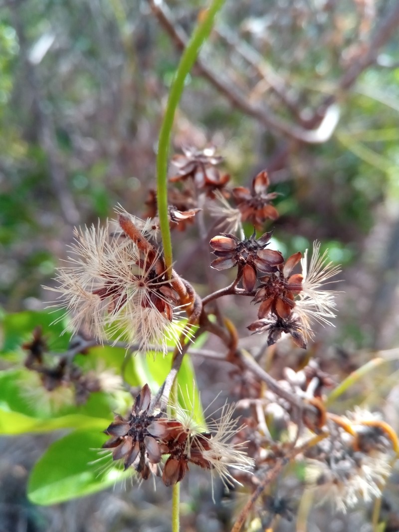 Vernonia kenteocephala