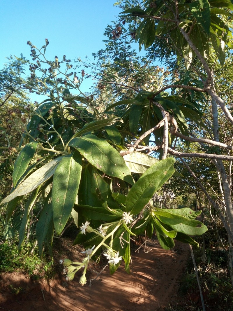 Vernonia kenteocephala photo 2