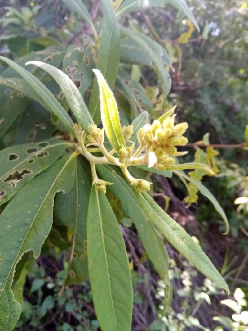 Vernonia kenteocephala photo 4