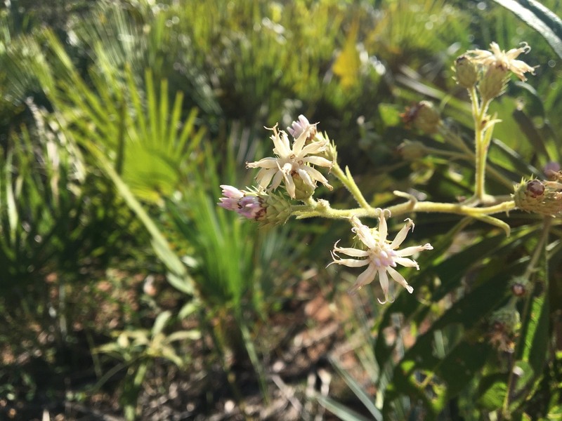 Vernonia kenteocephala photo 5