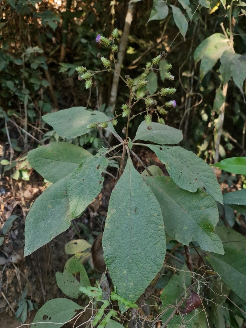 Vernonia kenteocephala photo 6