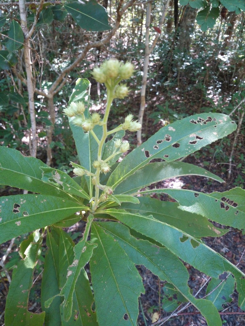 Vernonia kenteocephala photo 8