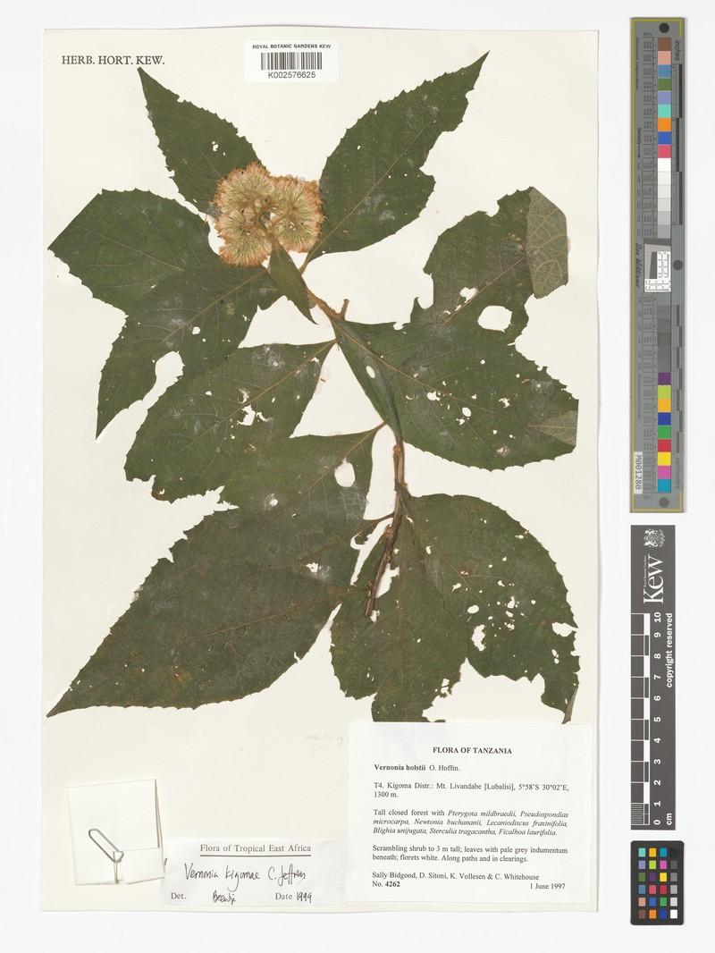 Vernonia kigomae