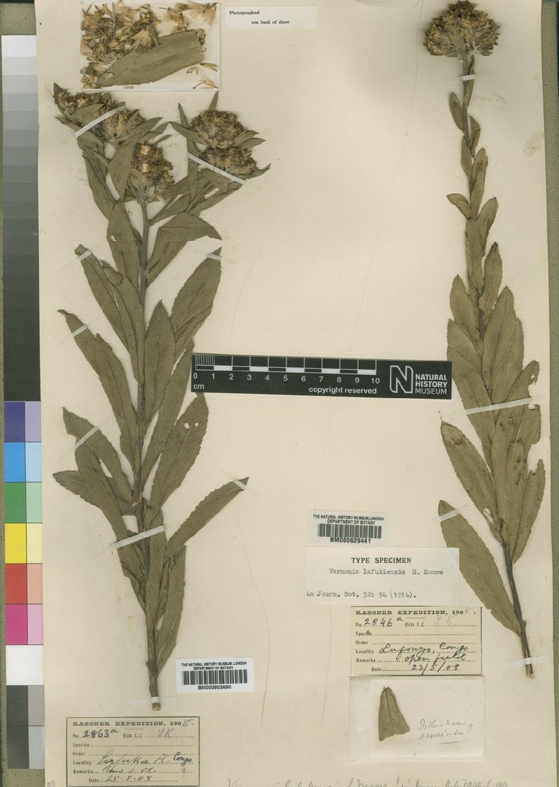 Vernonia lafukensis photo 2