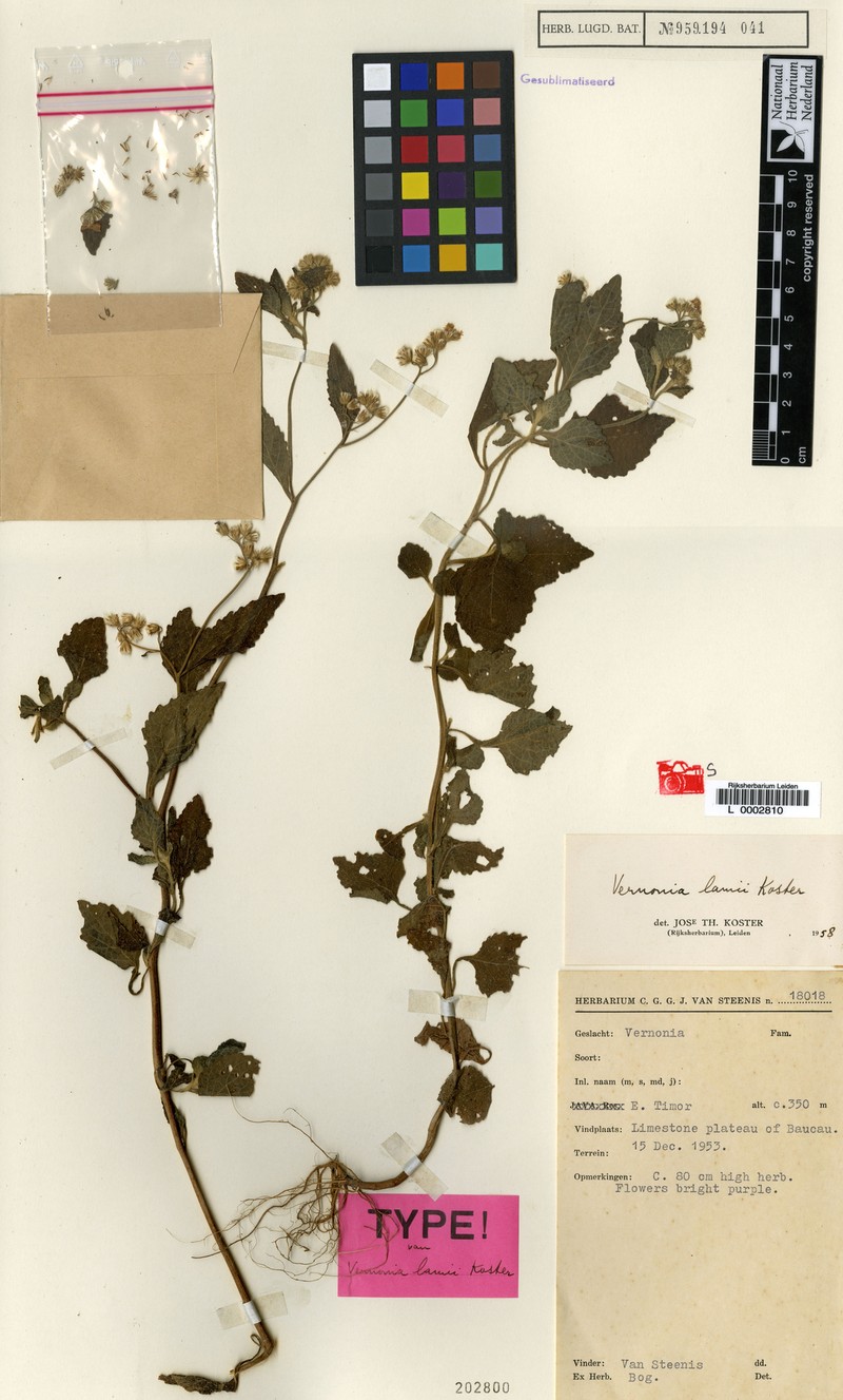 Vernonia lamii