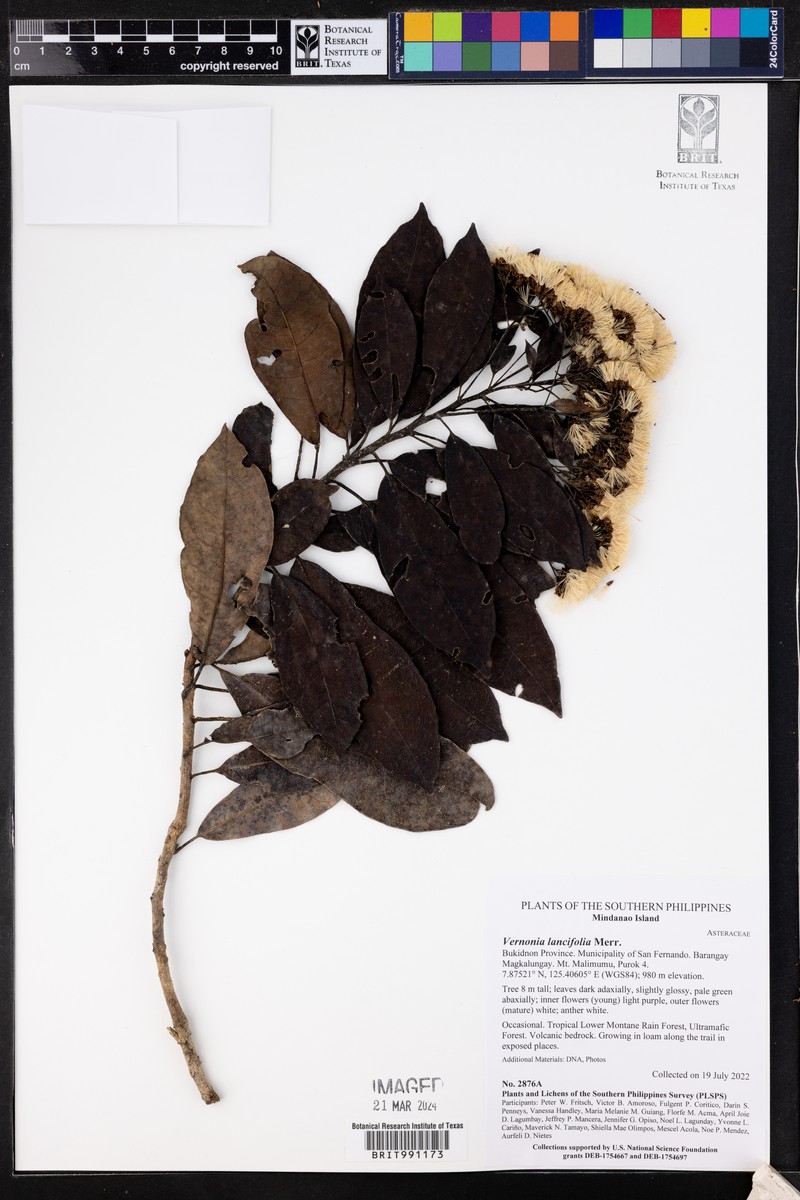 Vernonia lancifolia