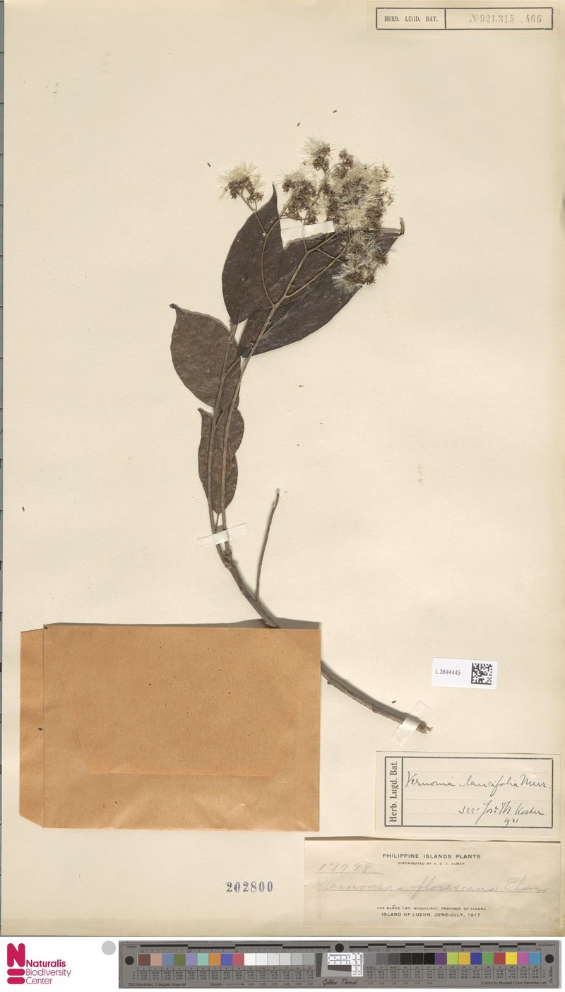 Vernonia lancifolia photo 2