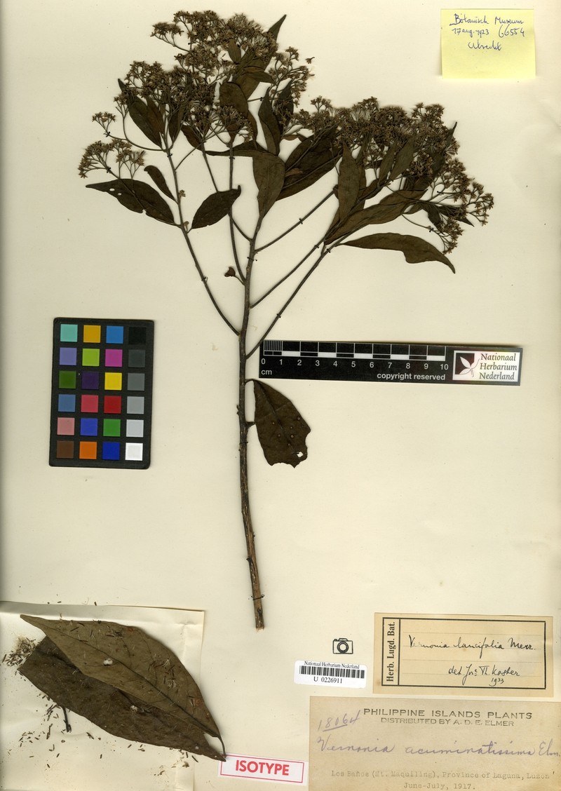 Vernonia lancifolia photo 3
