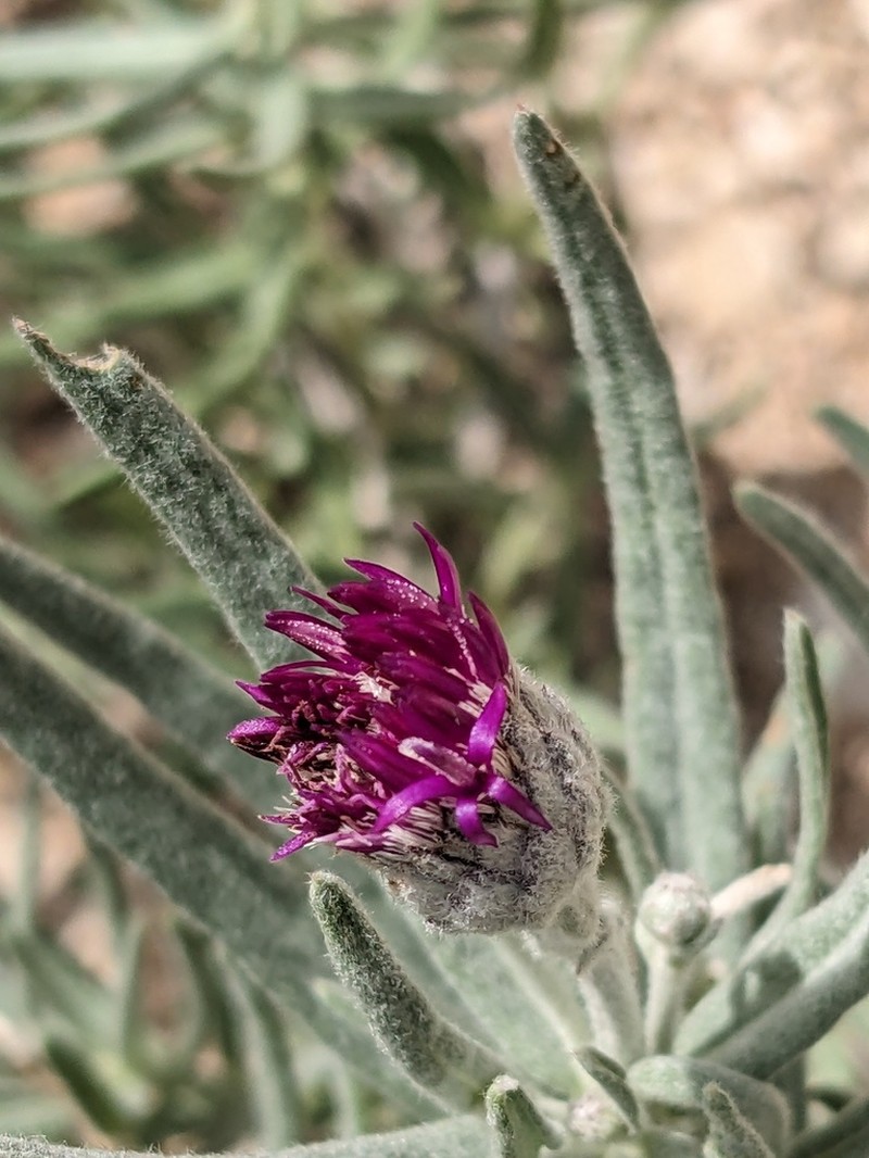 Larsen's Ironweed