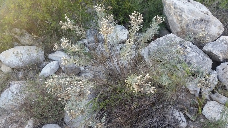 Larsen's Ironweed photo 2