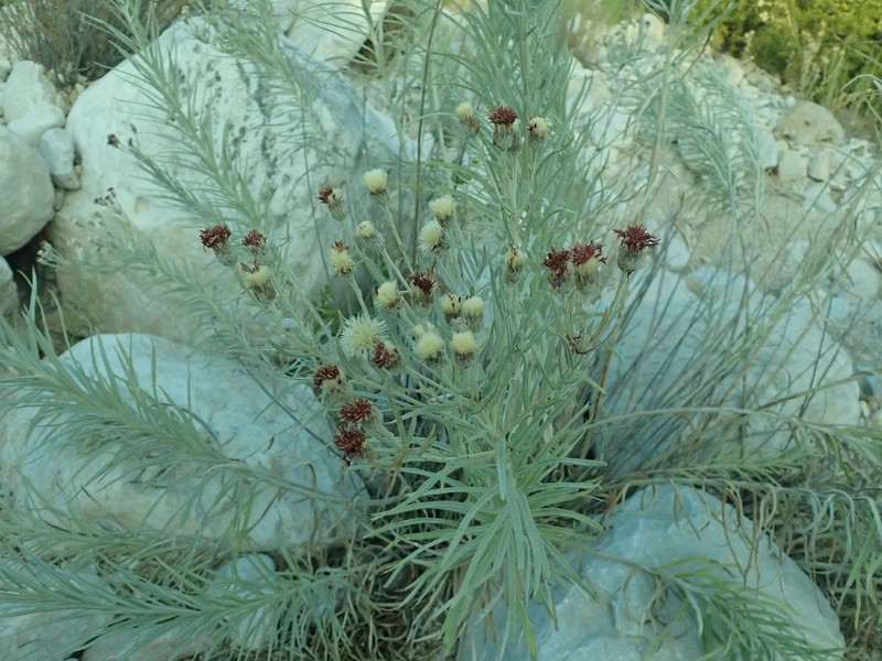 Larsen's Ironweed photo 3