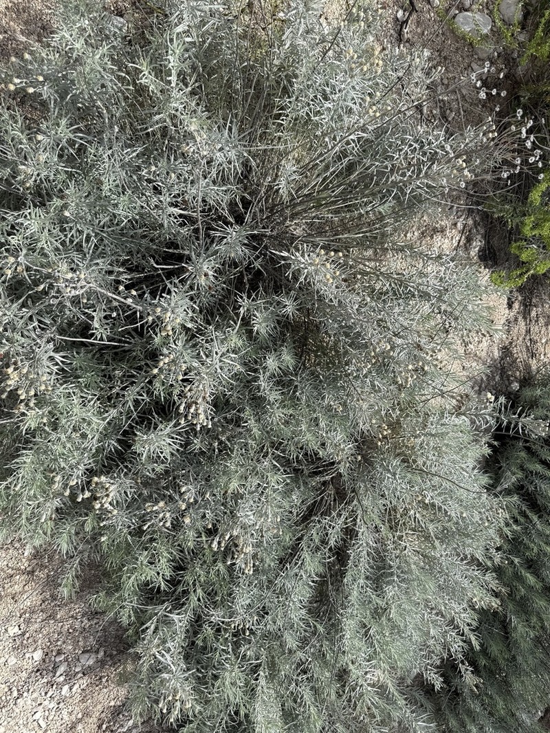 Larsen's Ironweed photo 4