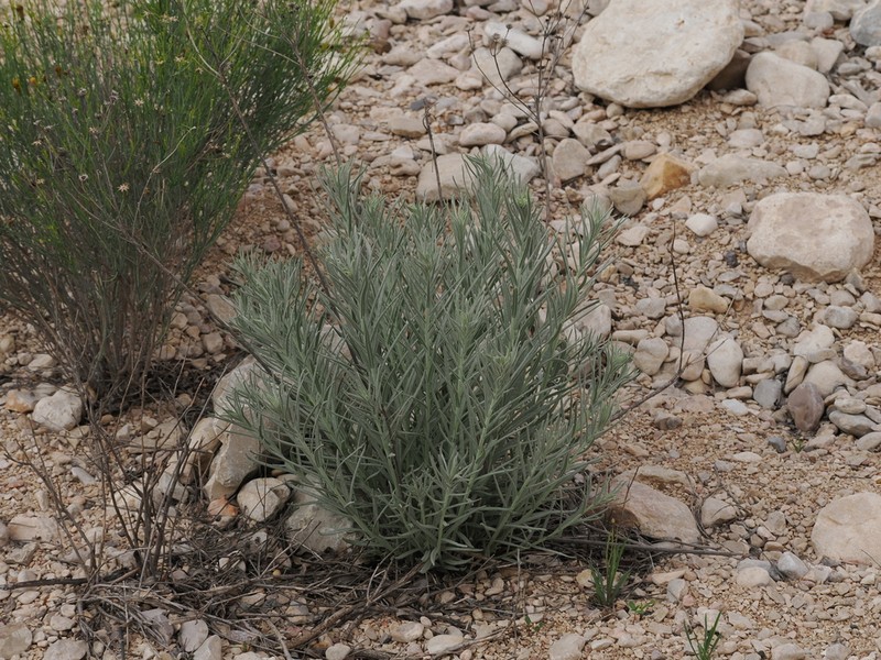 Larsen's Ironweed photo 5