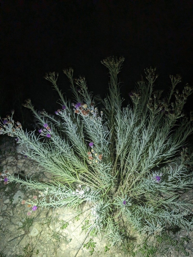 Larsen's Ironweed photo 6