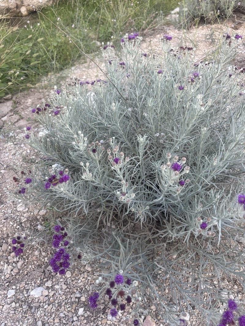 Larsen's Ironweed photo 7