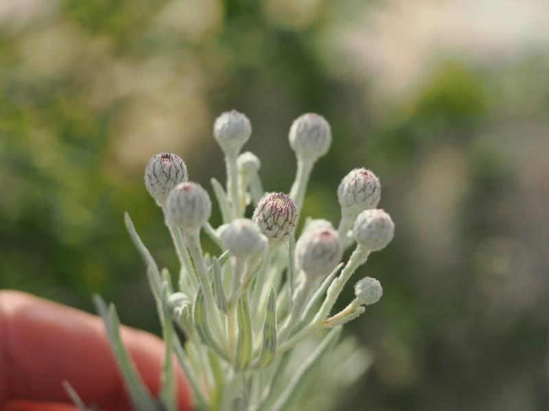 Larsen's Ironweed photo 8