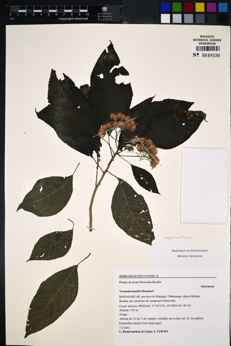 Vernonia leandrii