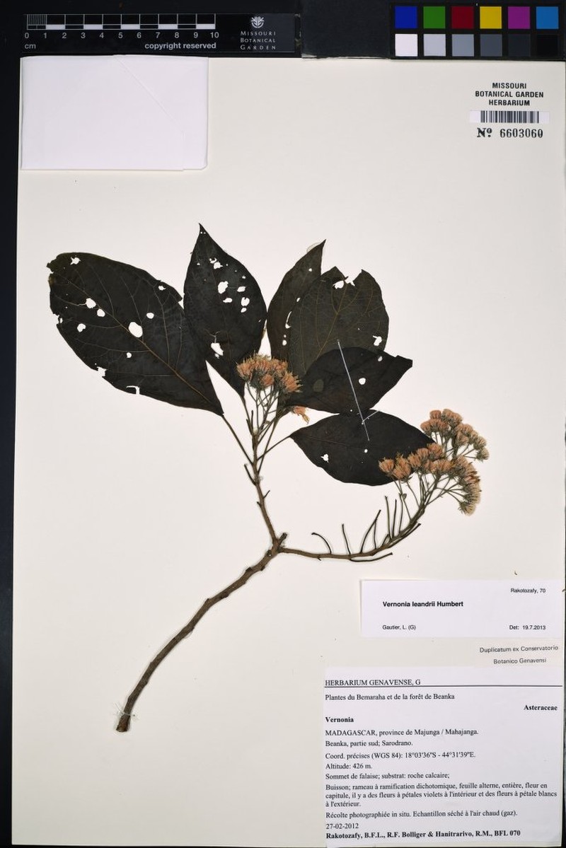 Vernonia leandrii photo 2