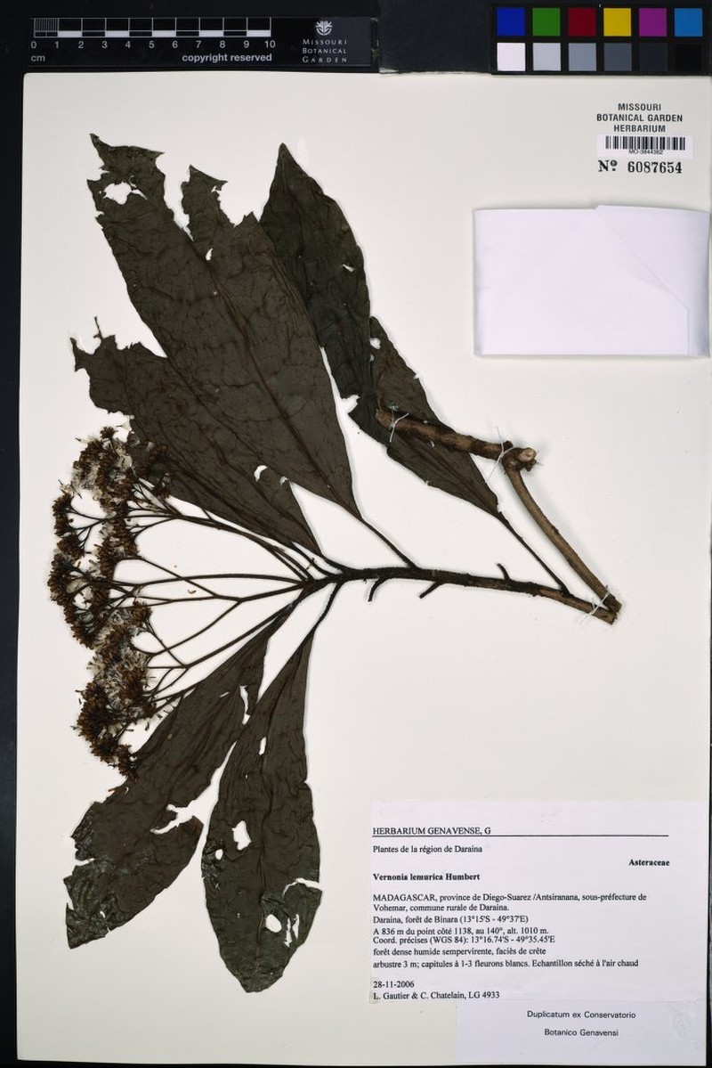 Vernonia lemurica
