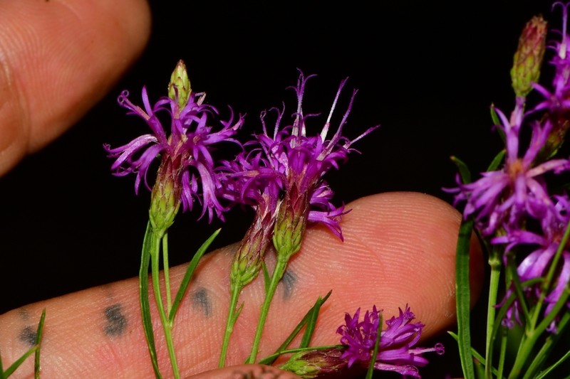 Narrowleaf Ironweed