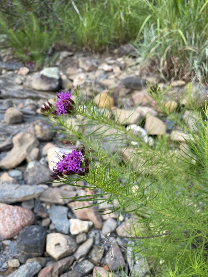 Narrowleaf Ironweed photo 2